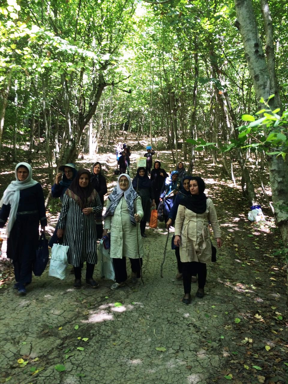 اردوی طبیعت درمانی در جنگل های مازندران  